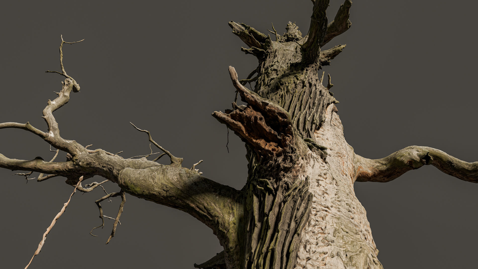 600-year-old dead oak - ENT 06 3D model_4