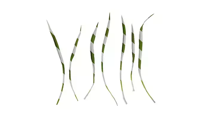 Anydrafts Hemerocallis fulva Leaf 01