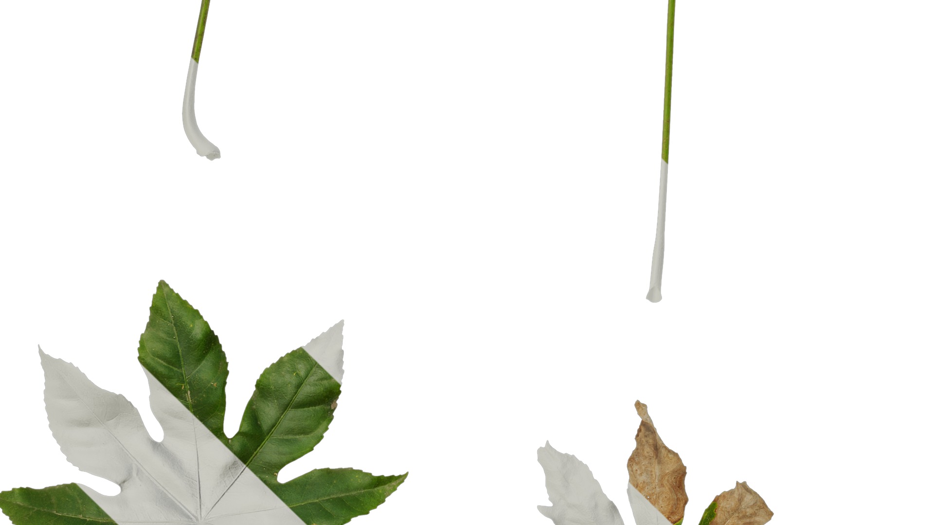 Anydrafts Fatsia japonica Leaf 07 Texture_3