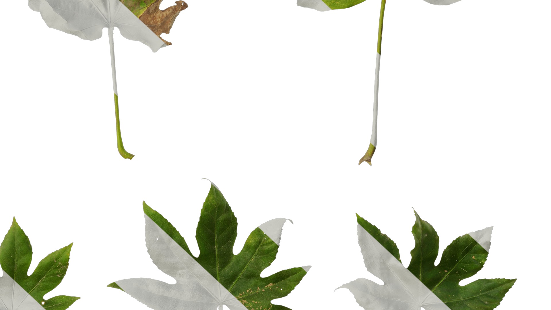 Anydrafts Fatsia japonica Leaf 07 Texture_6