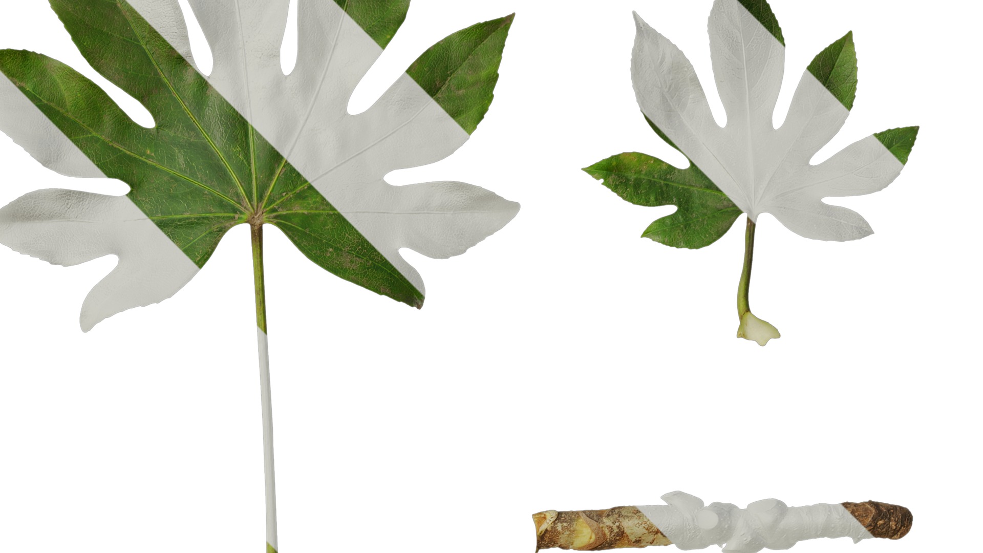 Anydrafts Fatsia japonica Leaf 07 Texture_2