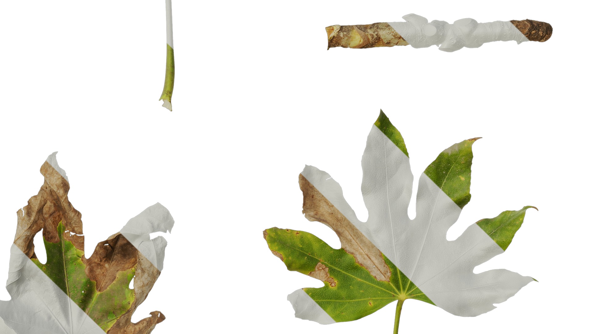 Anydrafts Fatsia japonica Leaf 07 Texture_4