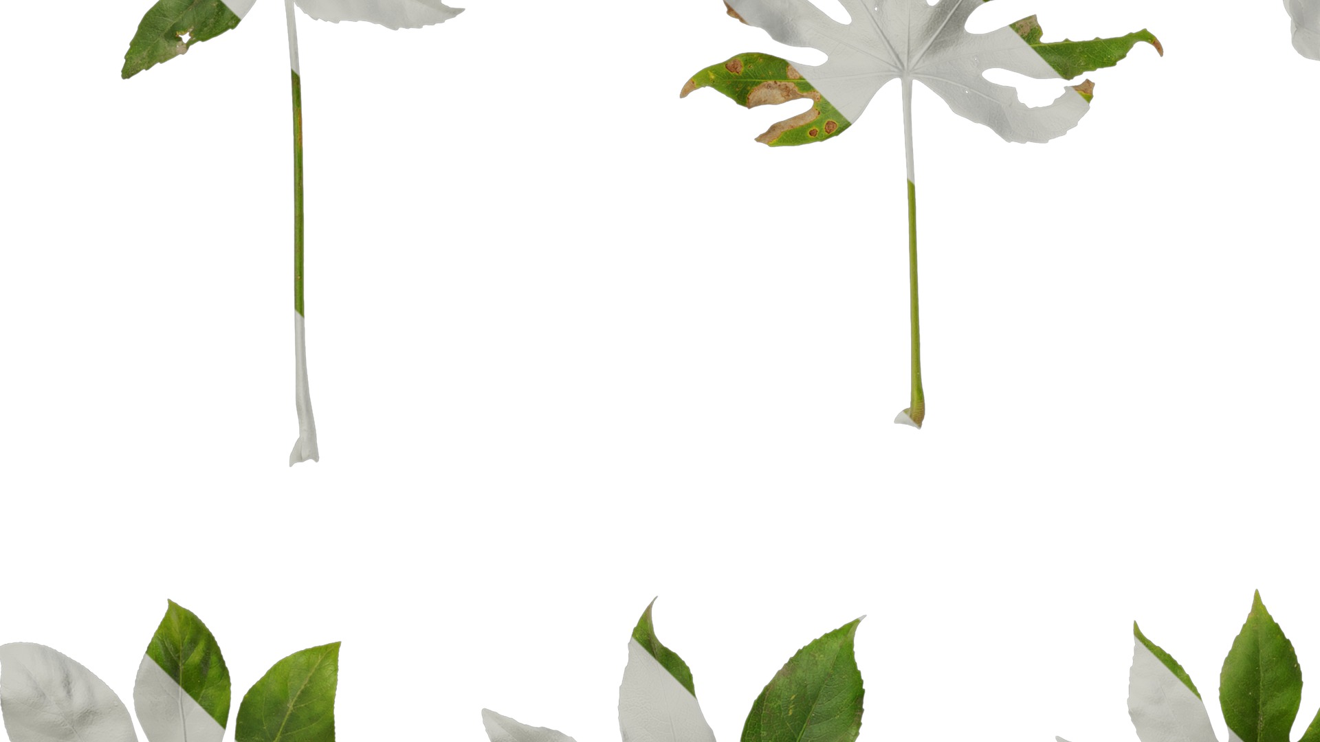 Anydrafts Fatsia japonica Leaf 07 Texture_5