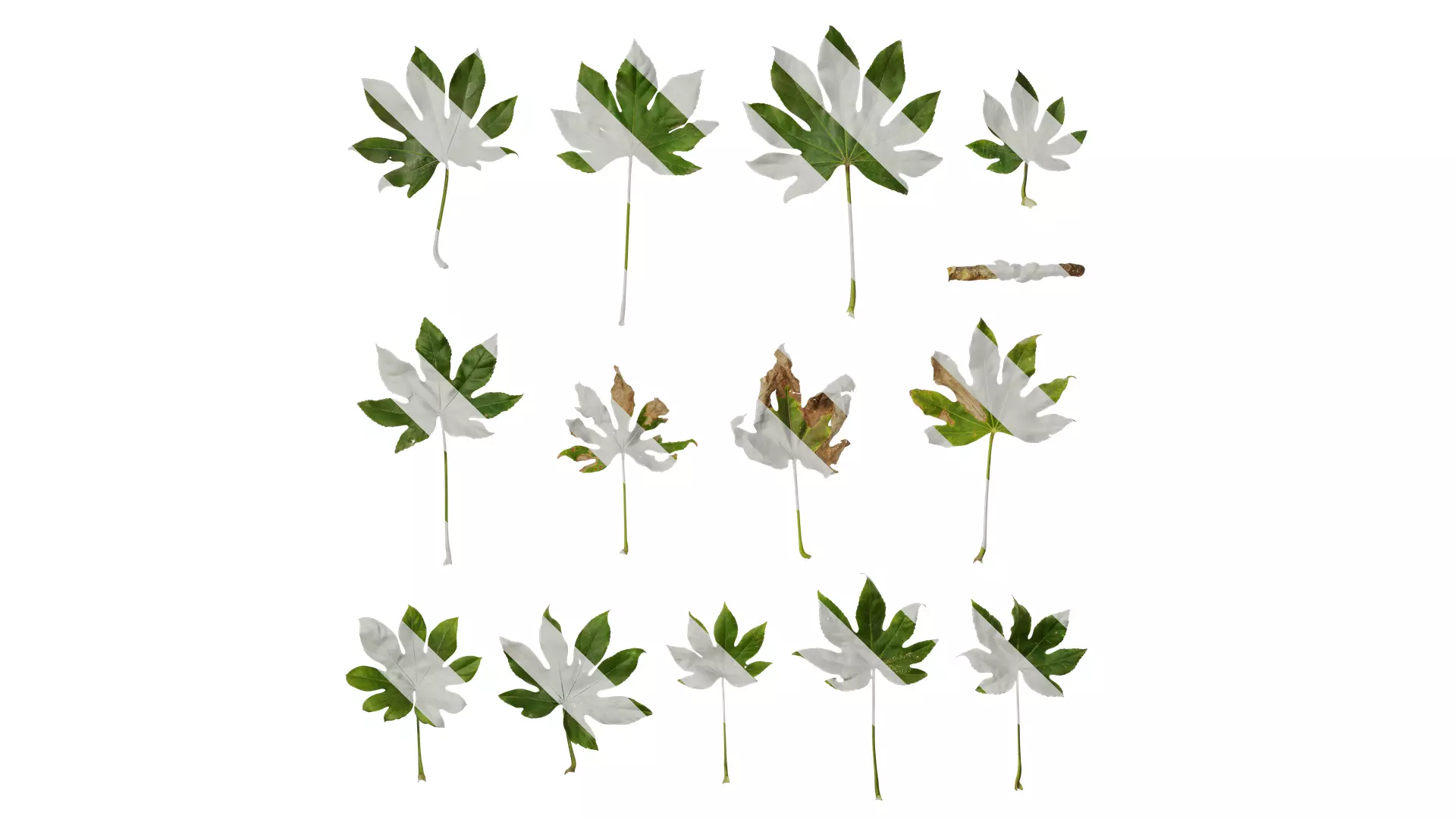 Anydrafts Fatsia japonica Leaf 07 Texture_0