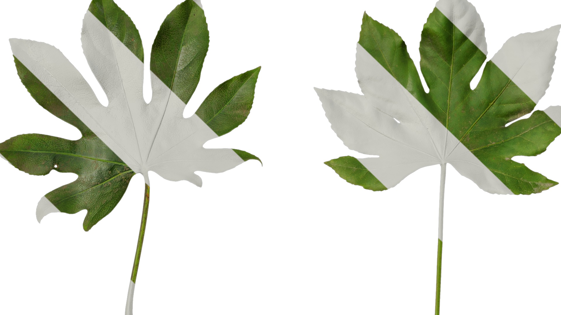 Anydrafts Fatsia japonica Leaf 07 Texture_1