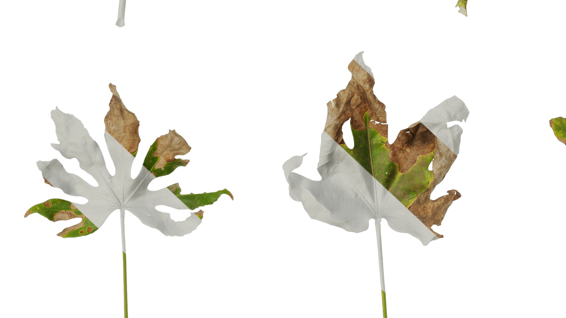 Anydrafts Fatsia japonica Leaf 07 Texture_7