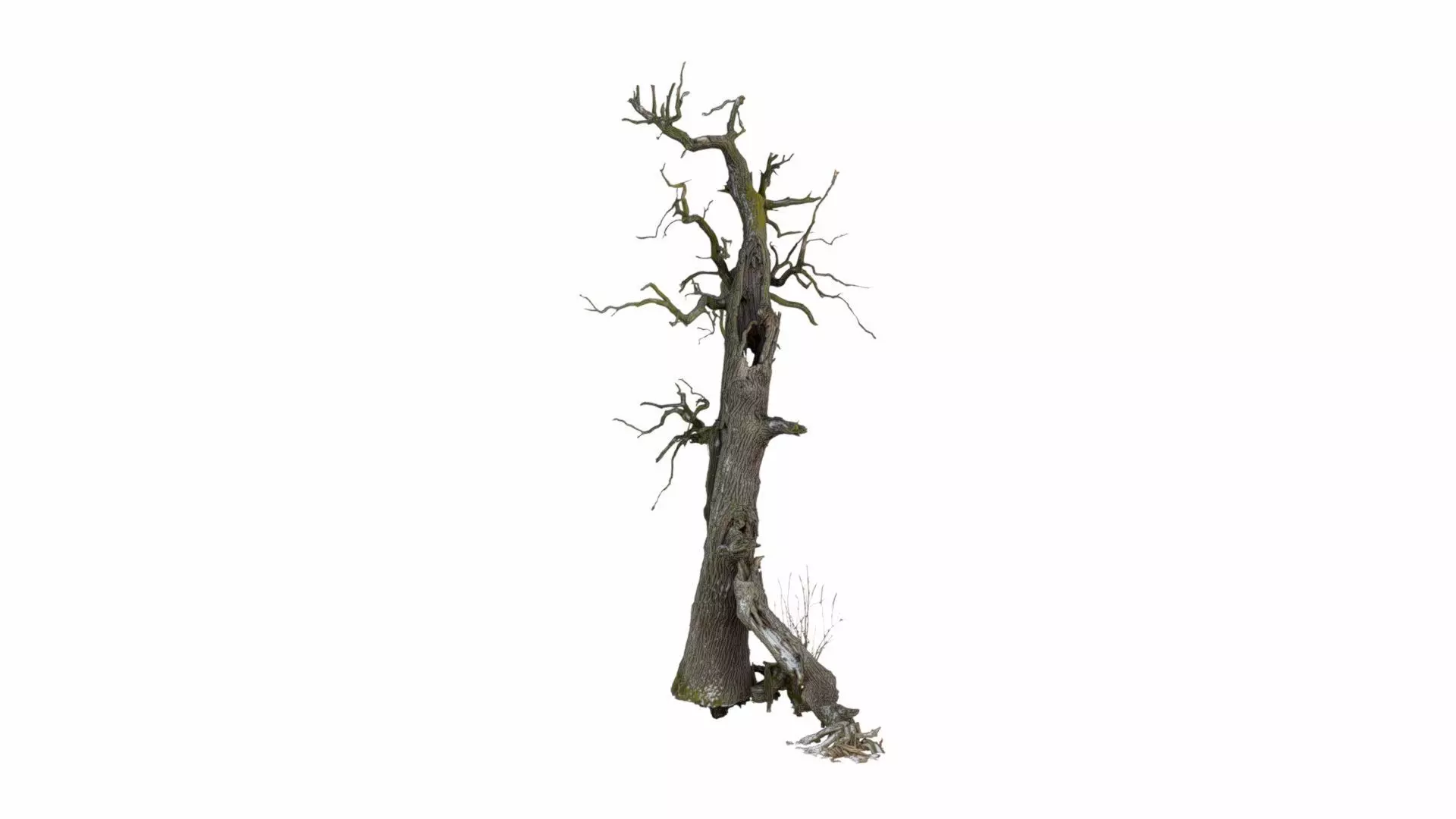 600-year-old dead oak - ENT 07 3D model_0