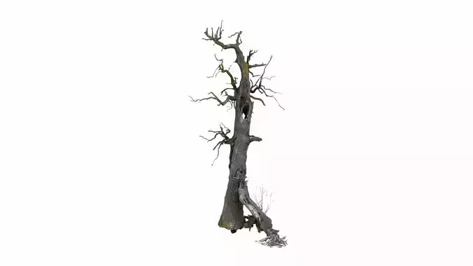 600-year-old dead oak - ENT 07