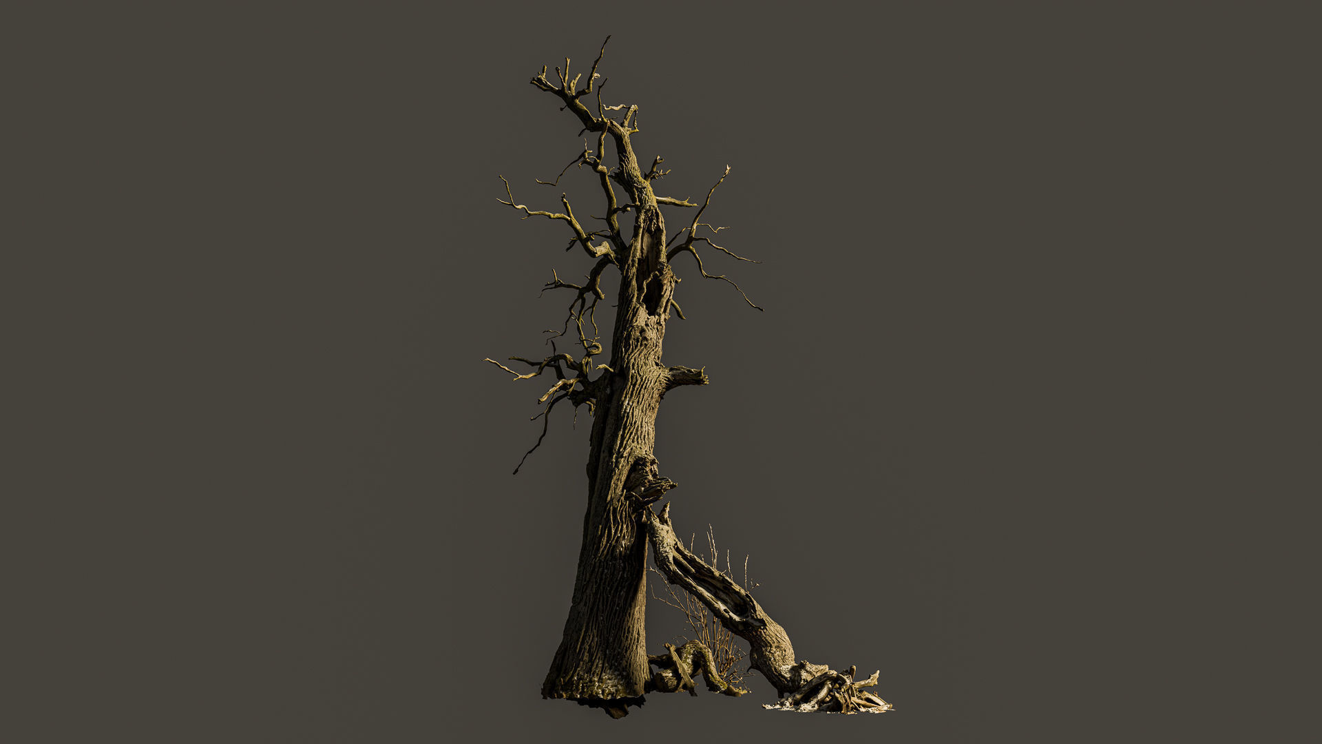 600-year-old dead oak - ENT 07 3D model_4