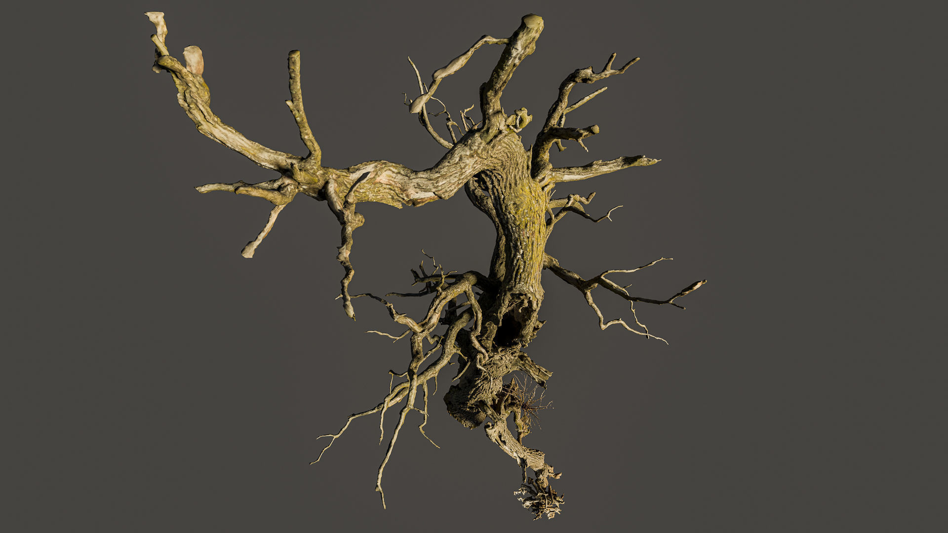 600-year-old dead oak - ENT 07 3D model_5