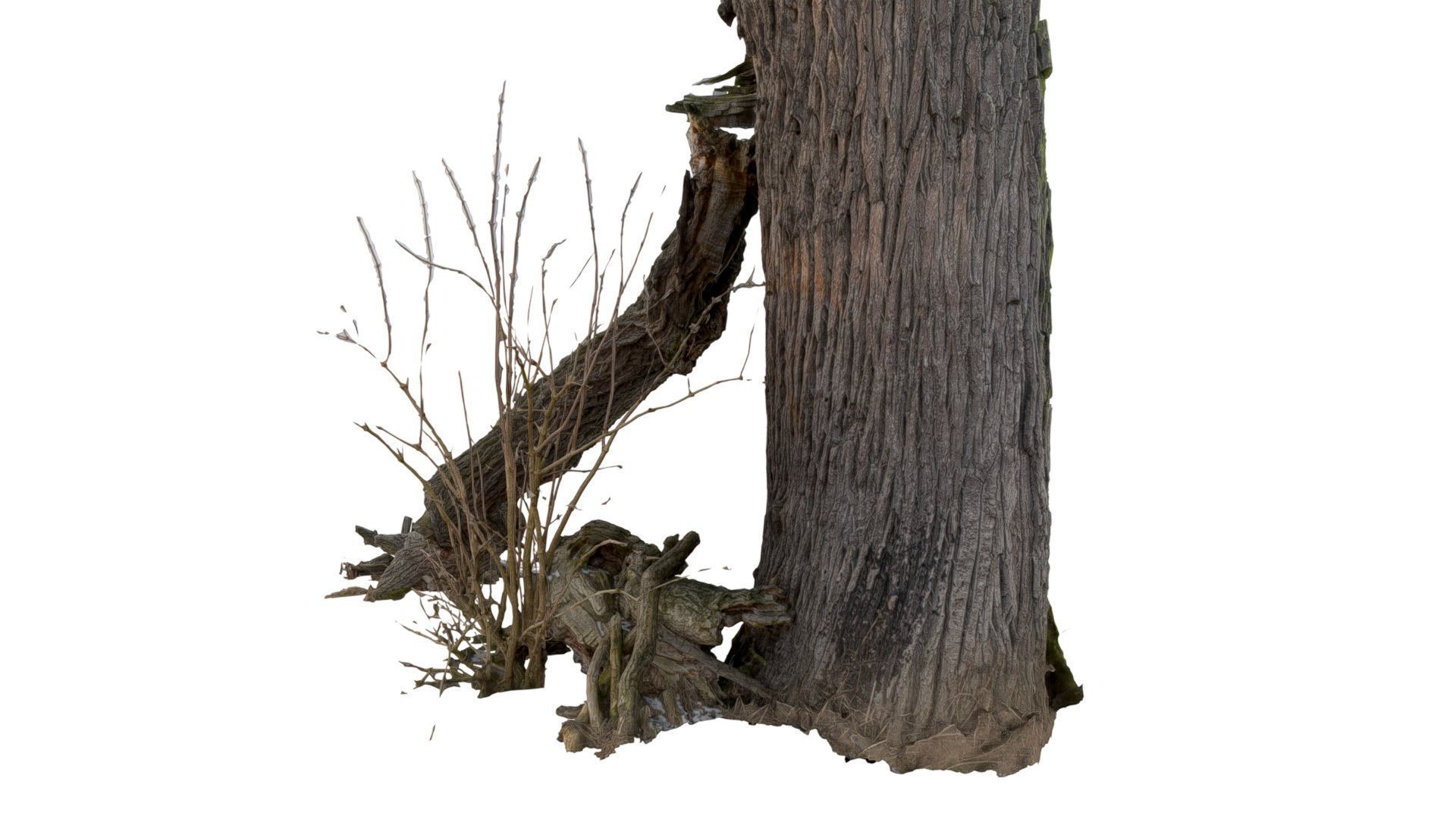 600-year-old dead oak - ENT 07 3D model_3