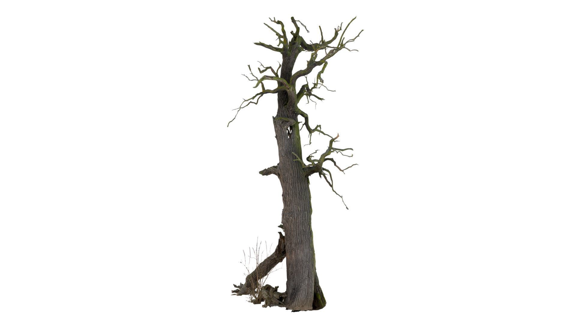 600-year-old dead oak - ENT 07 3D model_1
