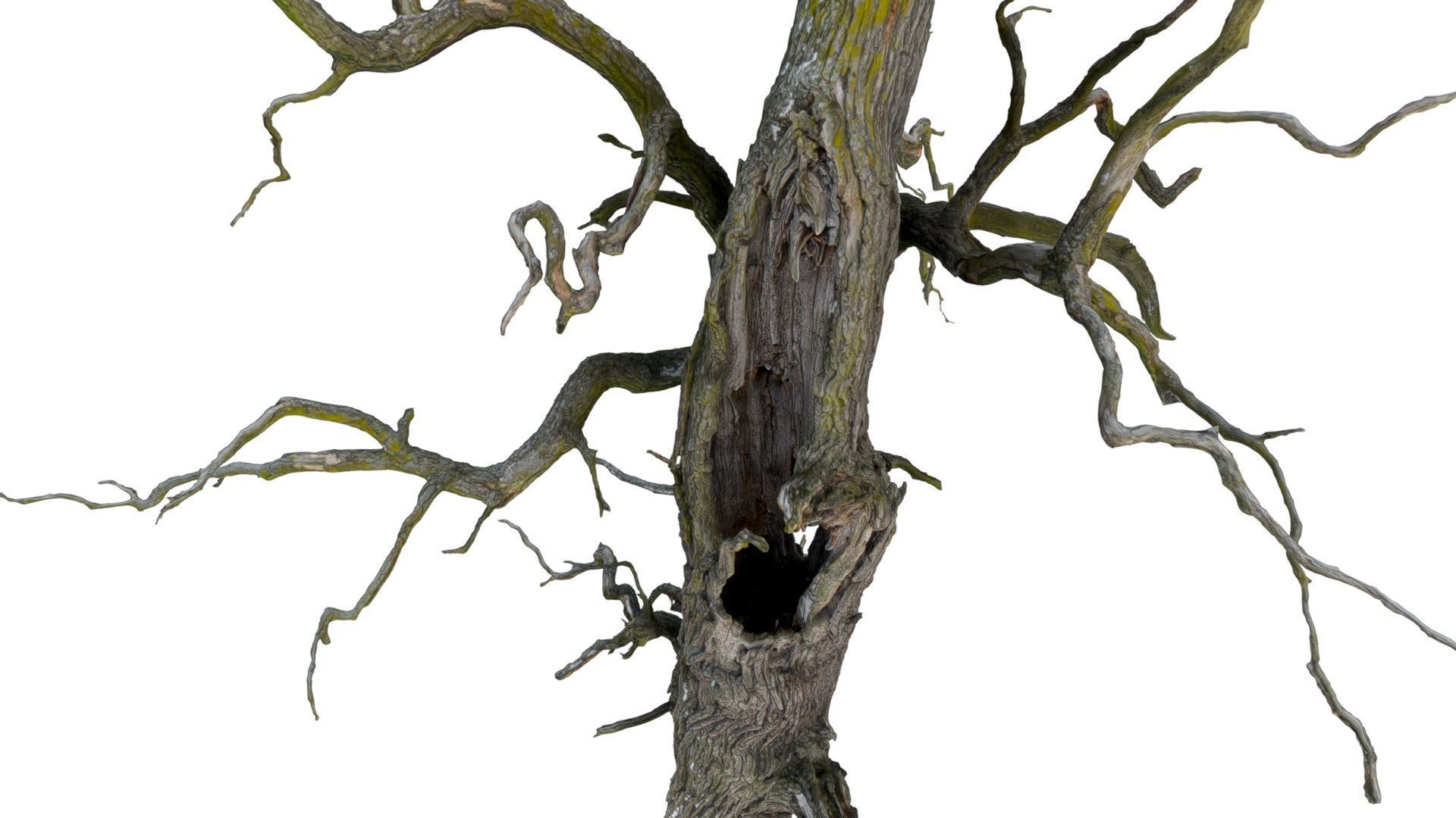 600-year-old dead oak - ENT 07 3D model_2