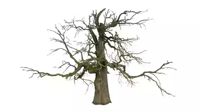 600-year-old dead oak - ENT 08