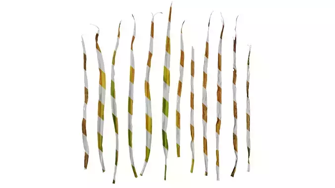 Anydrafts Hemerocallis fulva Leaf 03