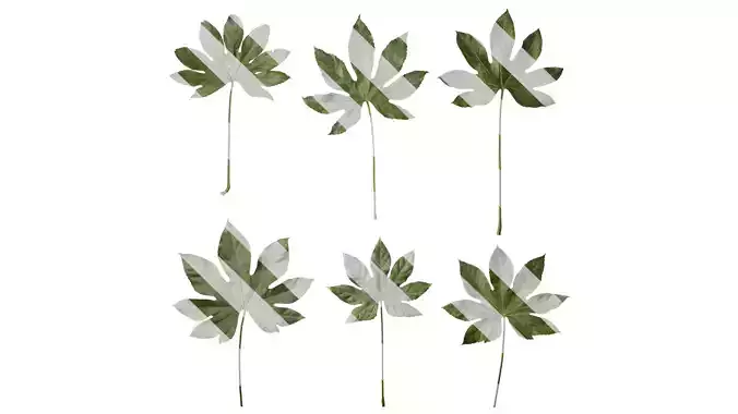 Anydrafts Fatsia japonica Leaf 08