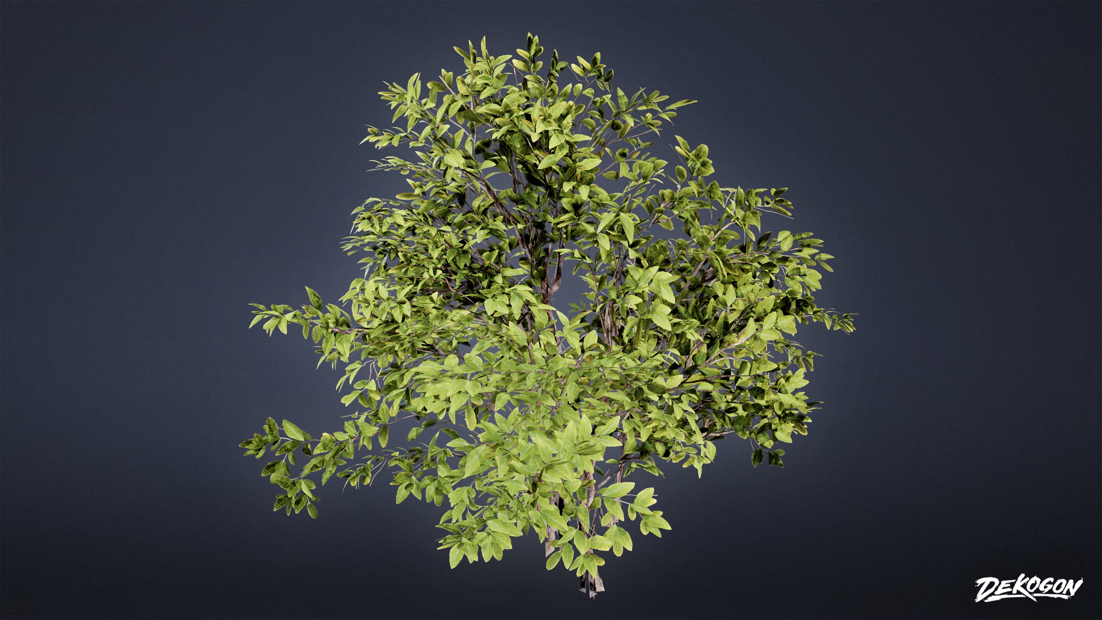 FOLIAGE - Euonymus Bush 01 - LOW POLY Low-poly 3D model_3