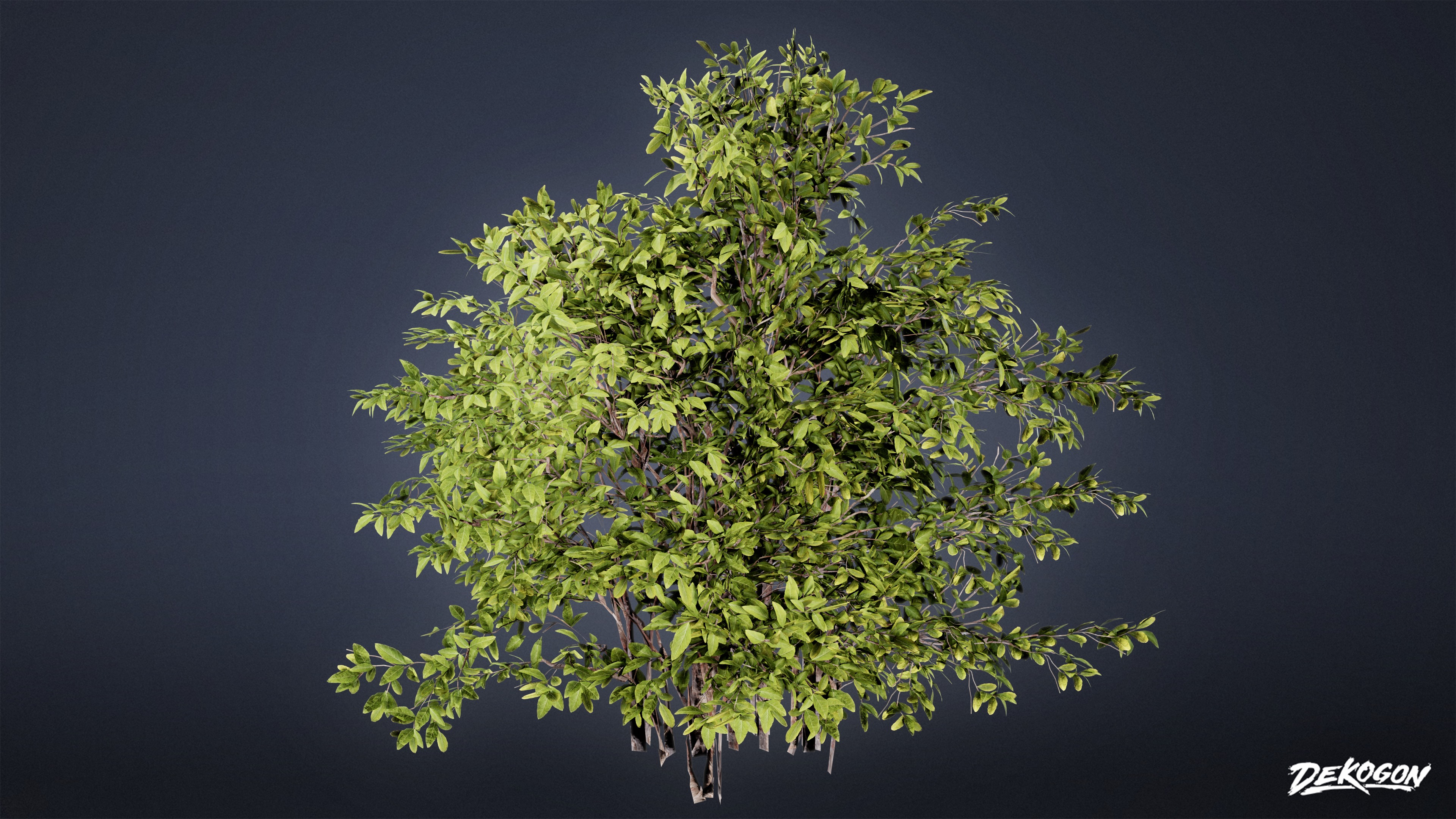 FOLIAGE - Euonymus Bush 01 - LOW POLY Low-poly 3D model_1