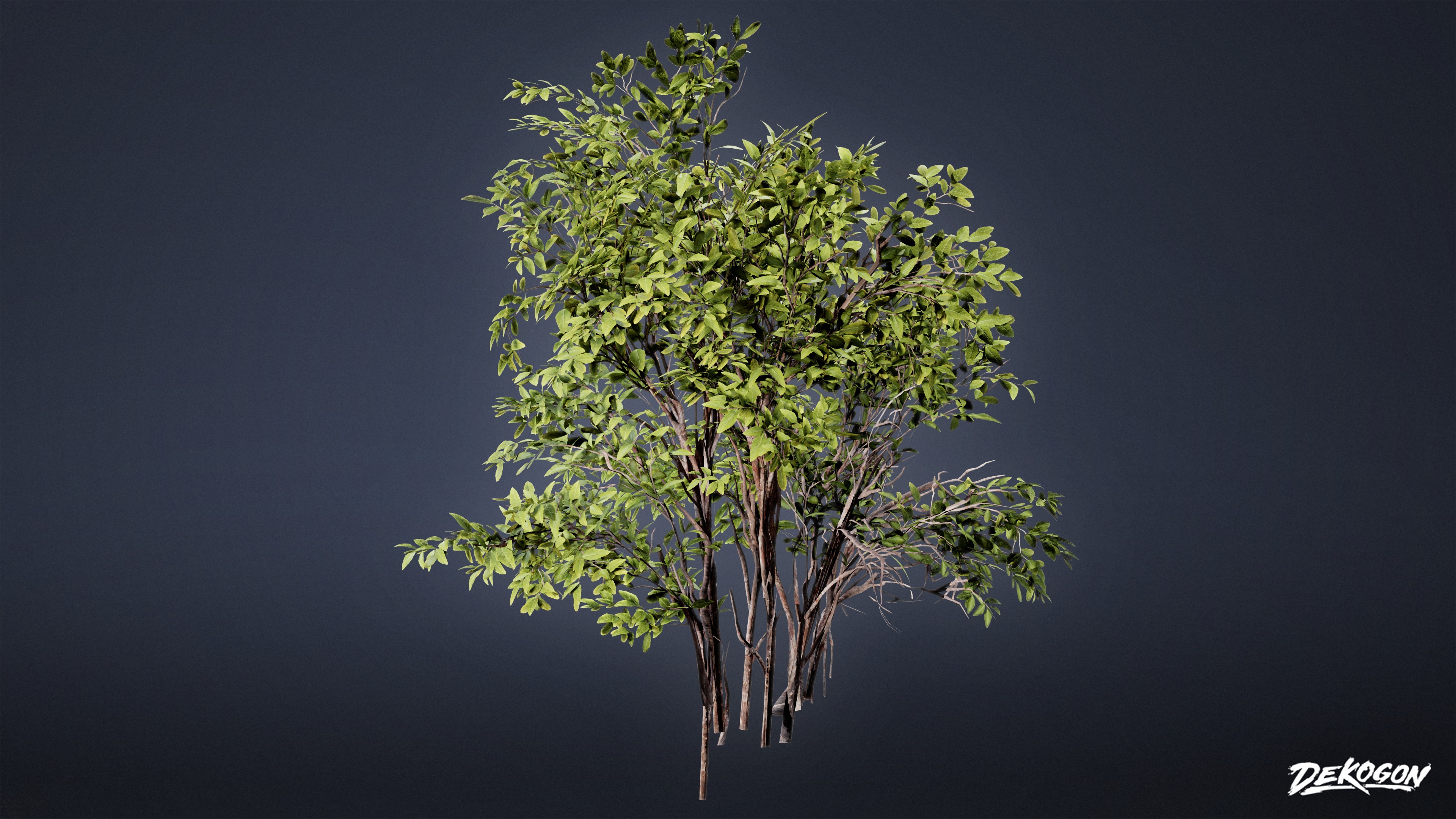 FOLIAGE - Euonymus Bush 01 - LOW POLY Low-poly 3D model_4