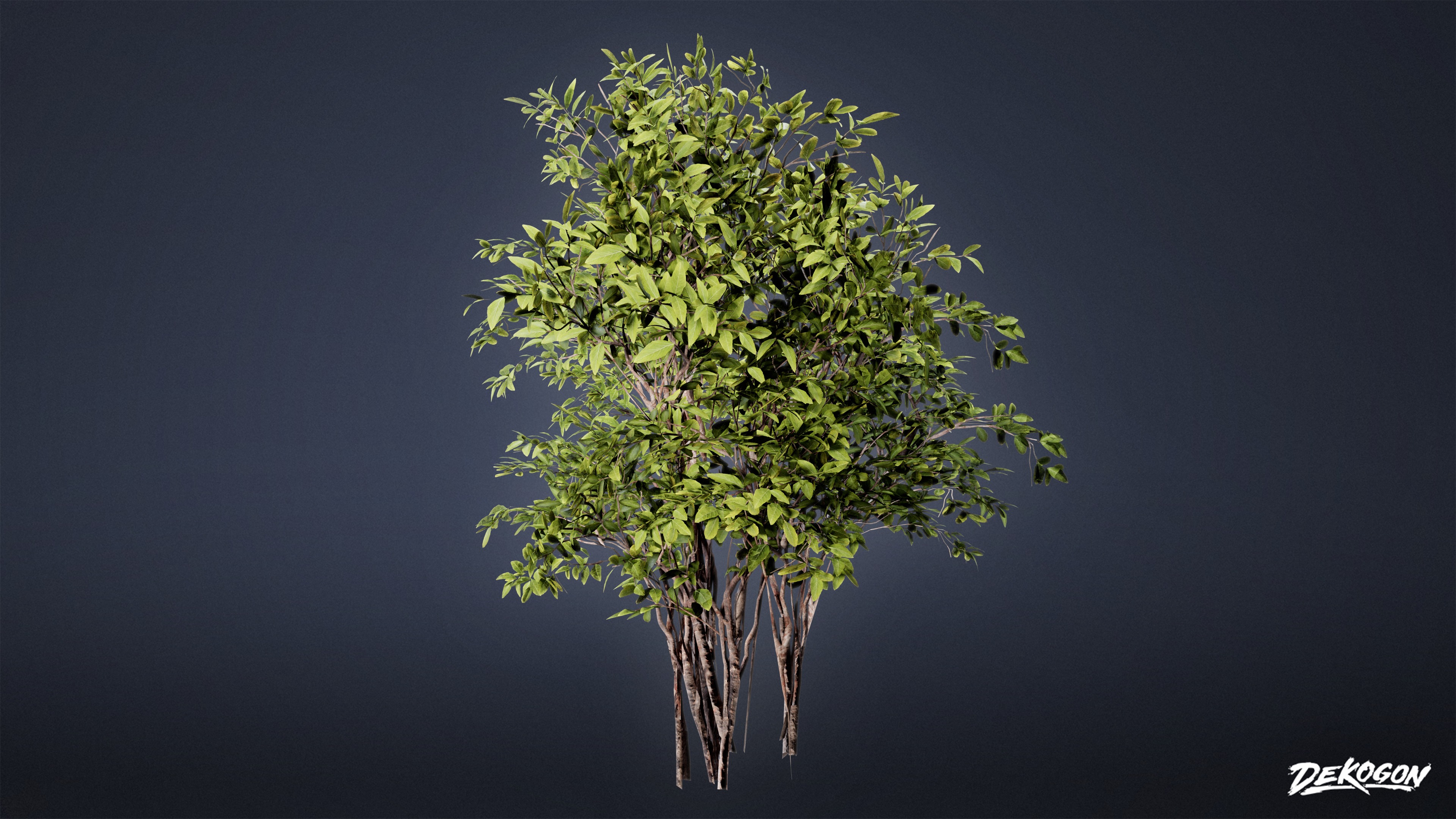 FOLIAGE - Euonymus Bush 01 - LOW POLY Low-poly 3D model_5