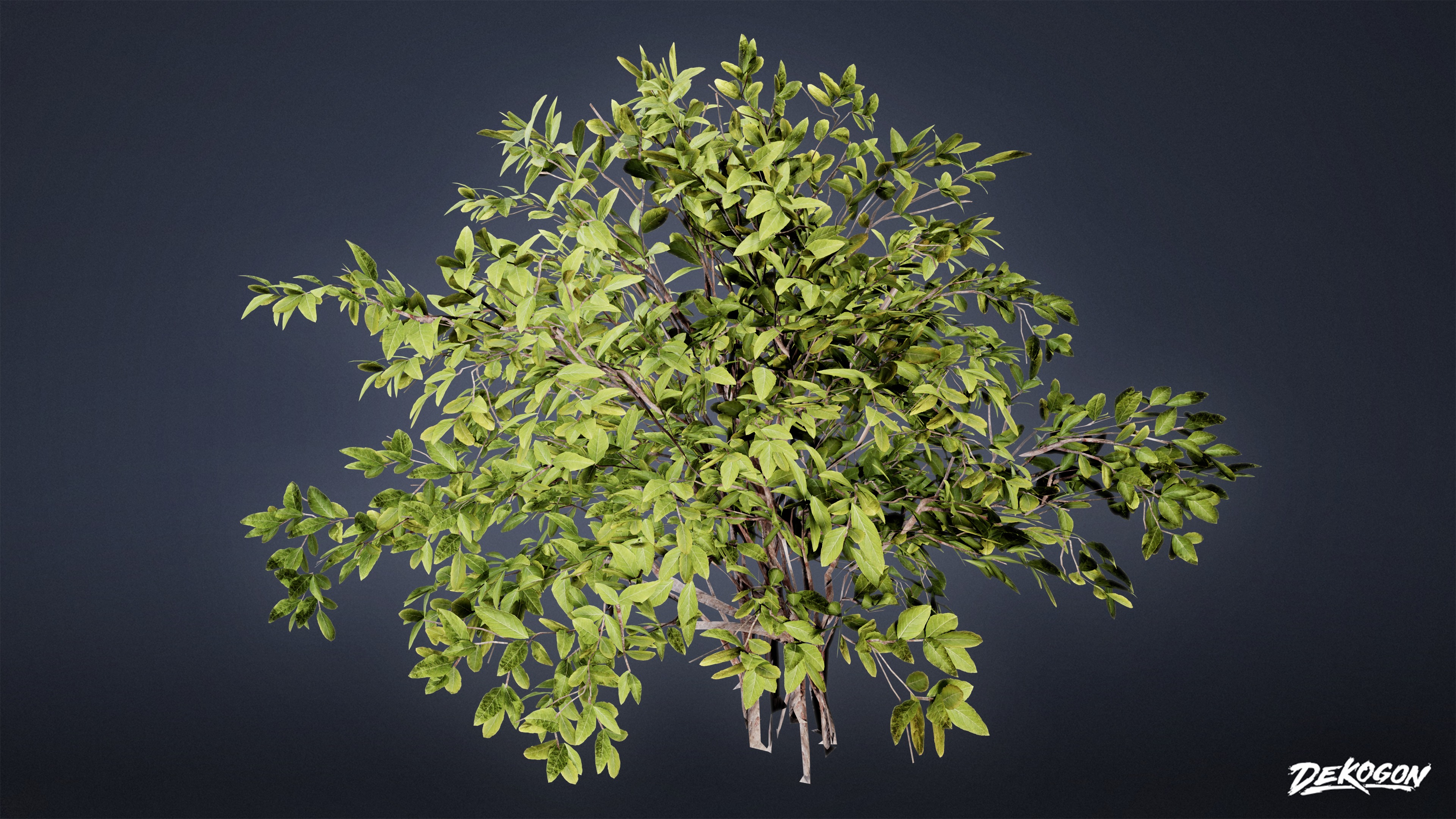 FOLIAGE - Euonymus Bush 01 - LOW POLY Low-poly 3D model_2