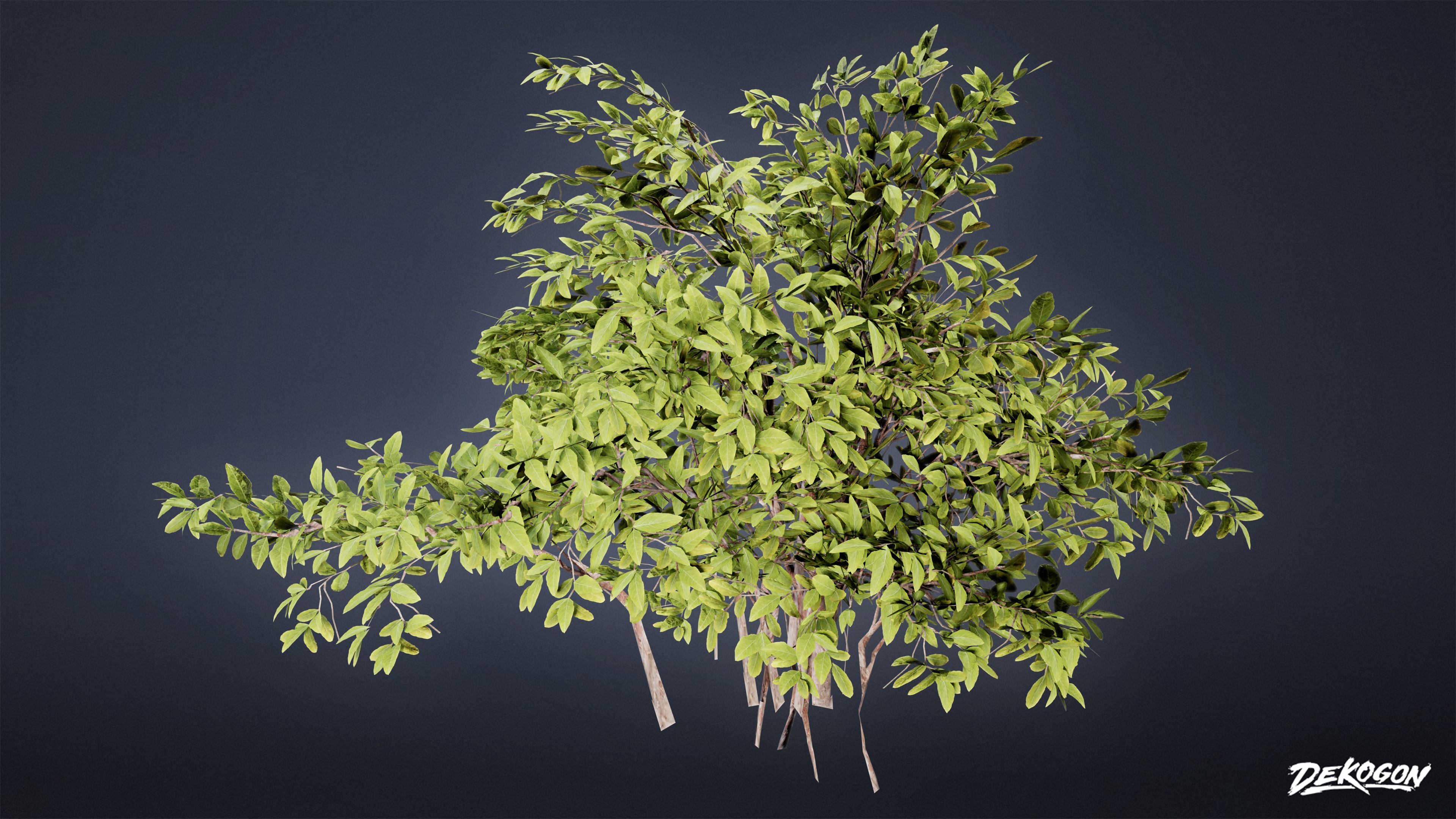 FOLIAGE - Euonymus Bush 01 - LOW POLY Low-poly 3D model_6