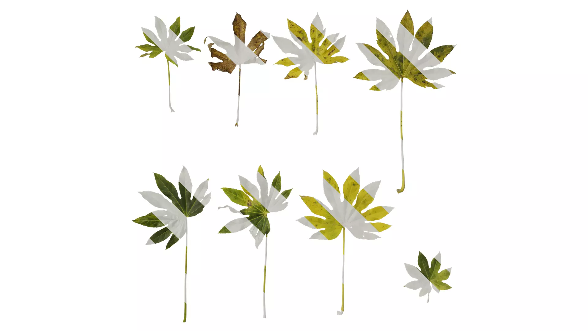 Anydrafts Fatsia japonica Leaf 14 Texture_0