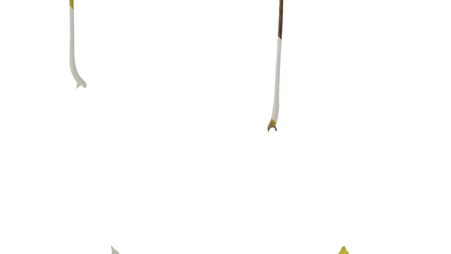 Anydrafts Fatsia japonica Leaf 14 Texture_3