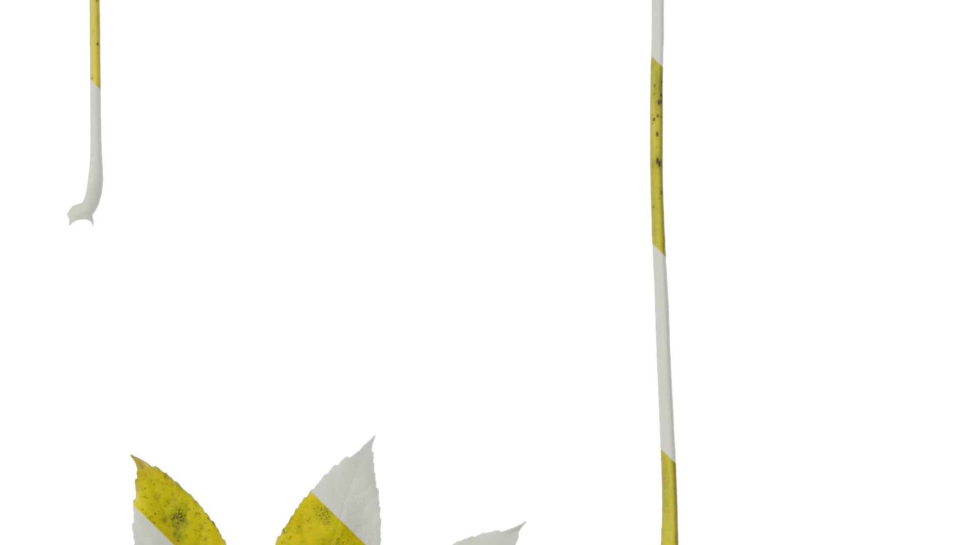 Anydrafts Fatsia japonica Leaf 14 Texture_4