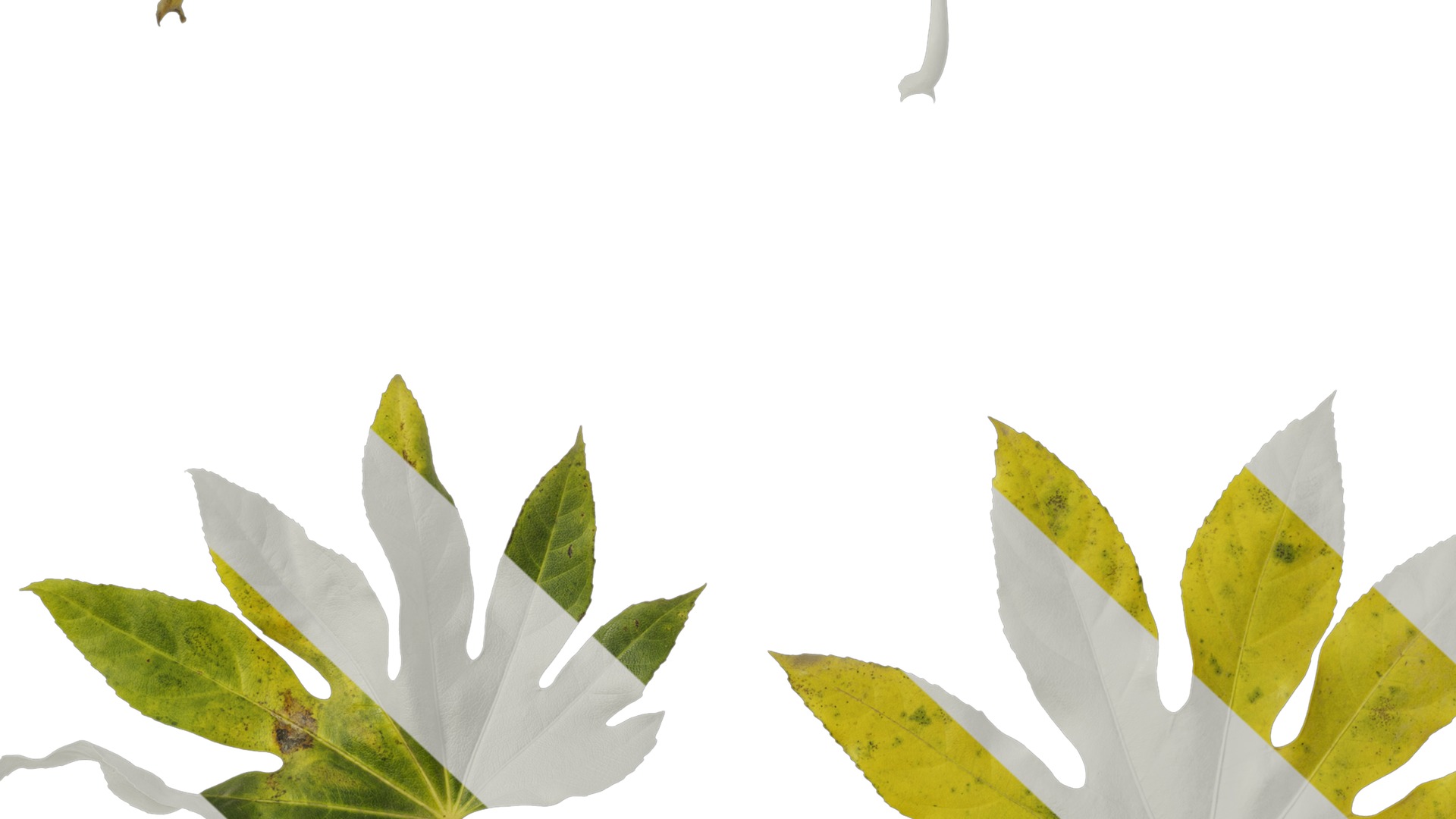 Anydrafts Fatsia japonica Leaf 14 Texture_7