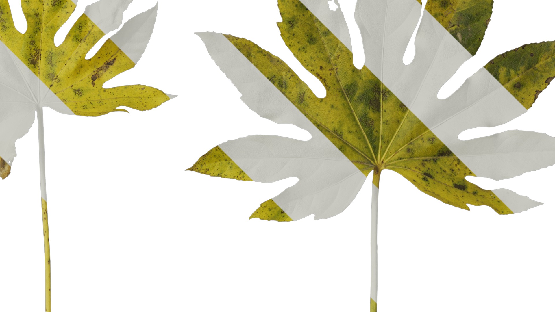 Anydrafts Fatsia japonica Leaf 14 Texture_2