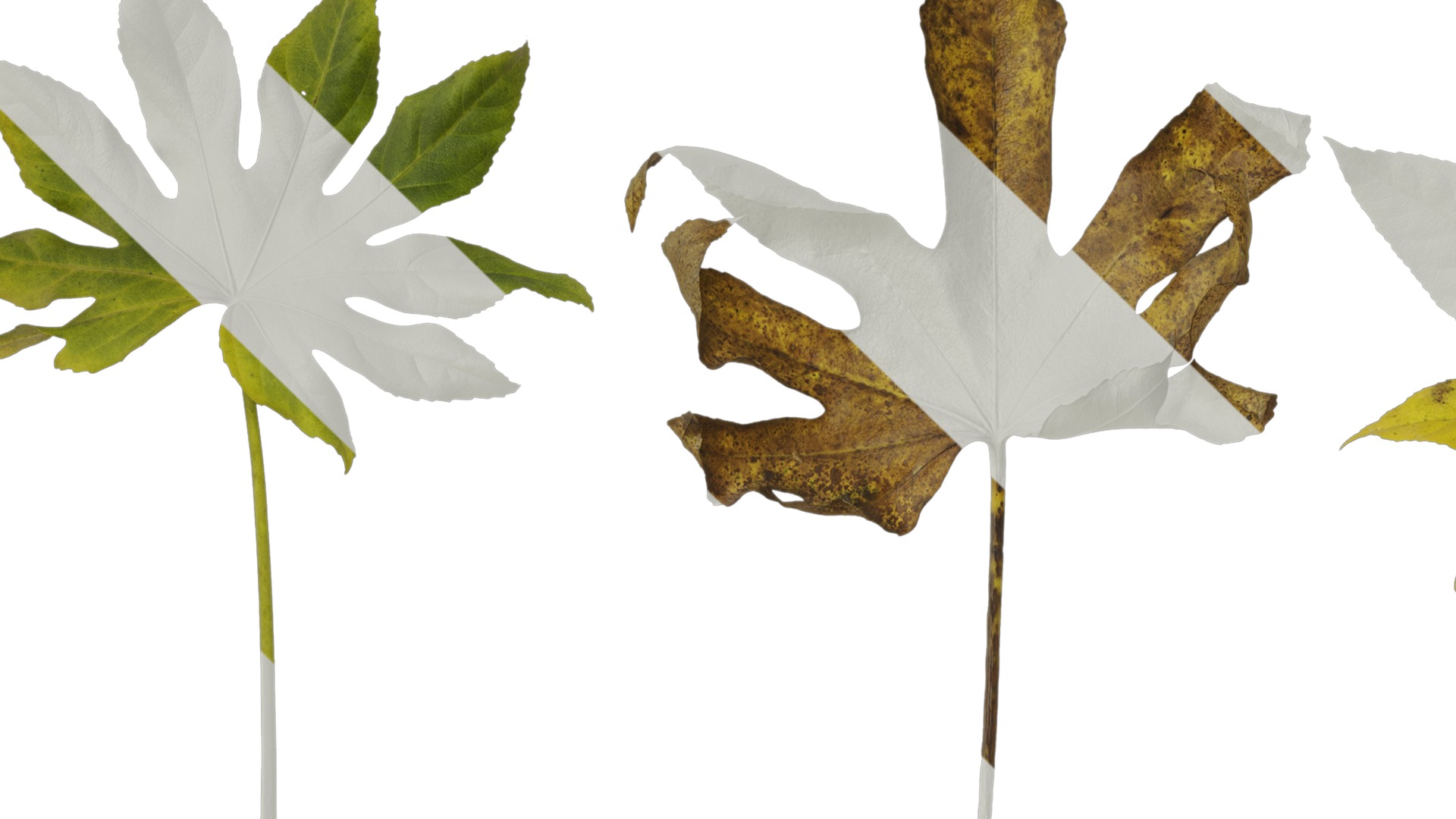 Anydrafts Fatsia japonica Leaf 14 Texture_1