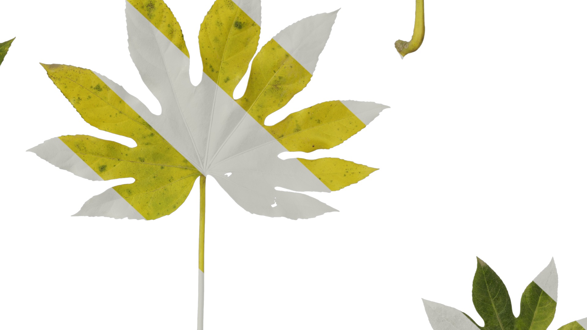 Anydrafts Fatsia japonica Leaf 14 Texture_6