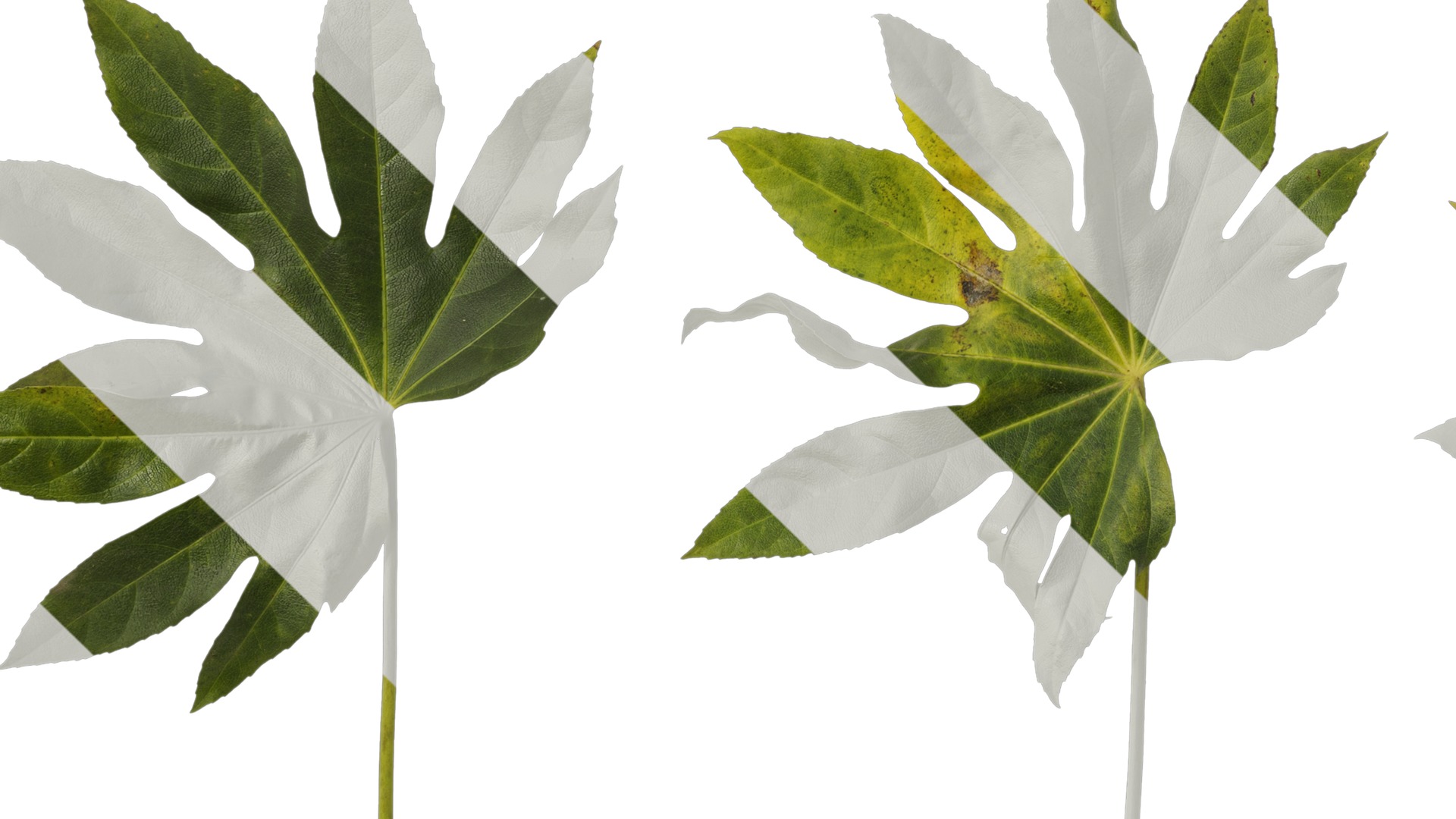 Anydrafts Fatsia japonica Leaf 14 Texture_5