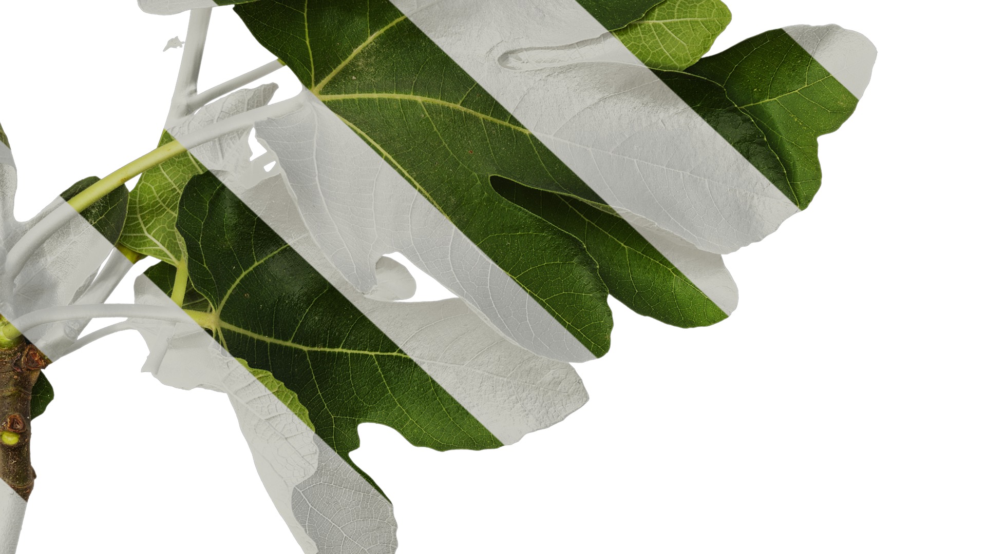 Anydrafts Ficus carica Atlas 01 Texture_6