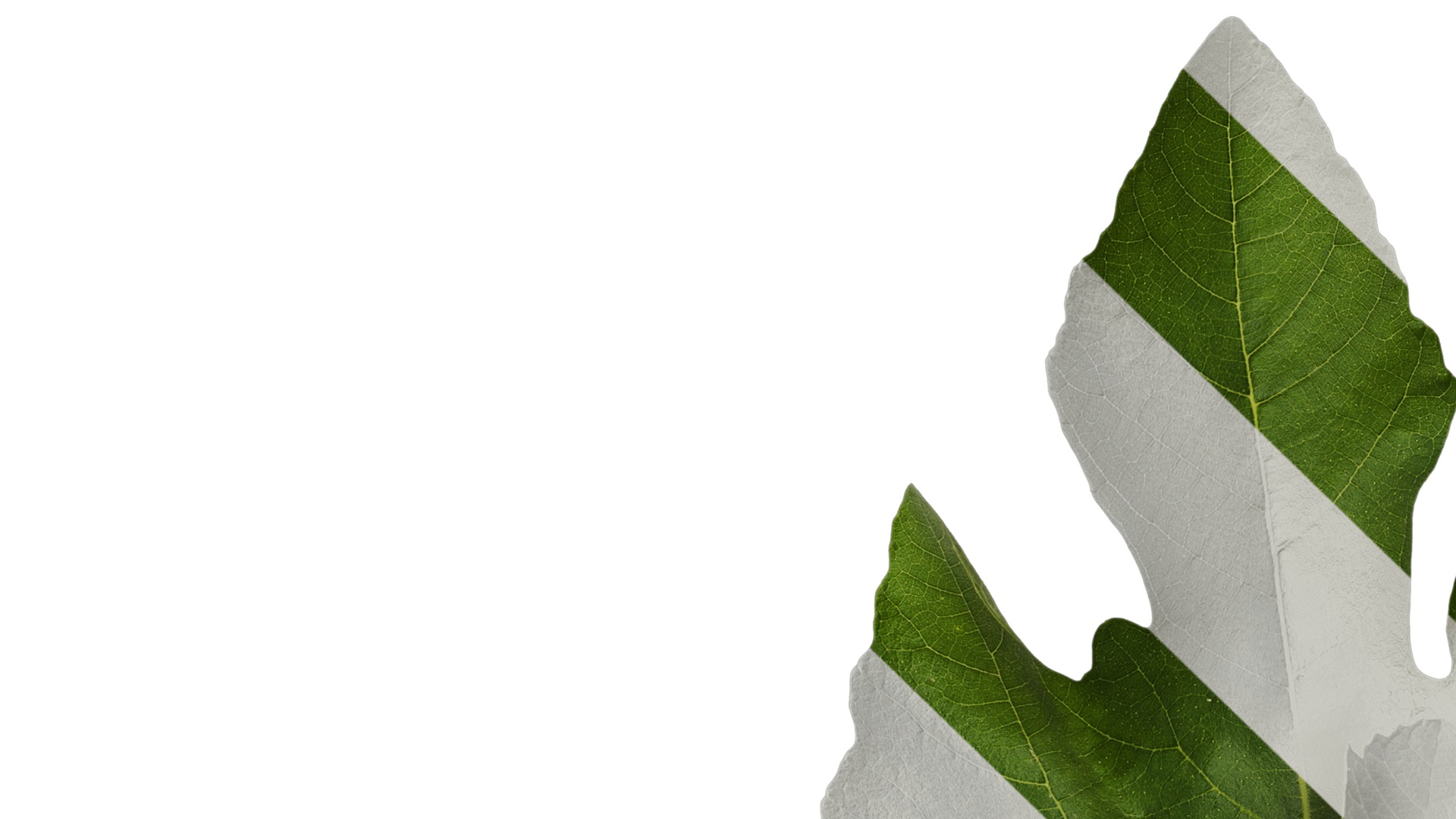 Anydrafts Ficus carica Atlas 01 Texture_1