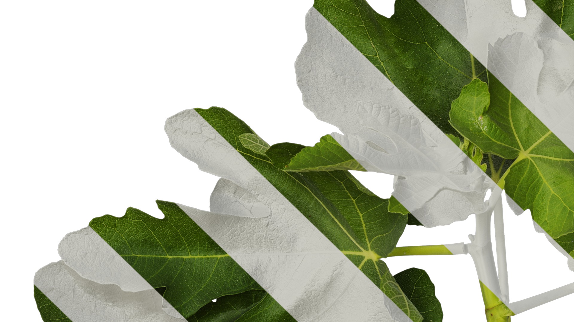 Anydrafts Ficus carica Atlas 01 Texture_3