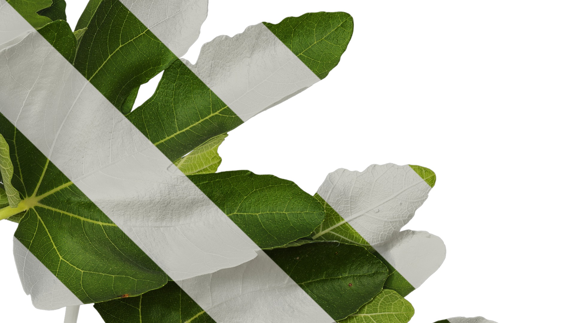 Anydrafts Ficus carica Atlas 01 Texture_4