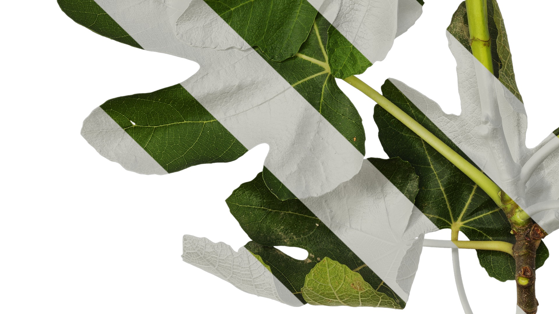 Anydrafts Ficus carica Atlas 01 Texture_5