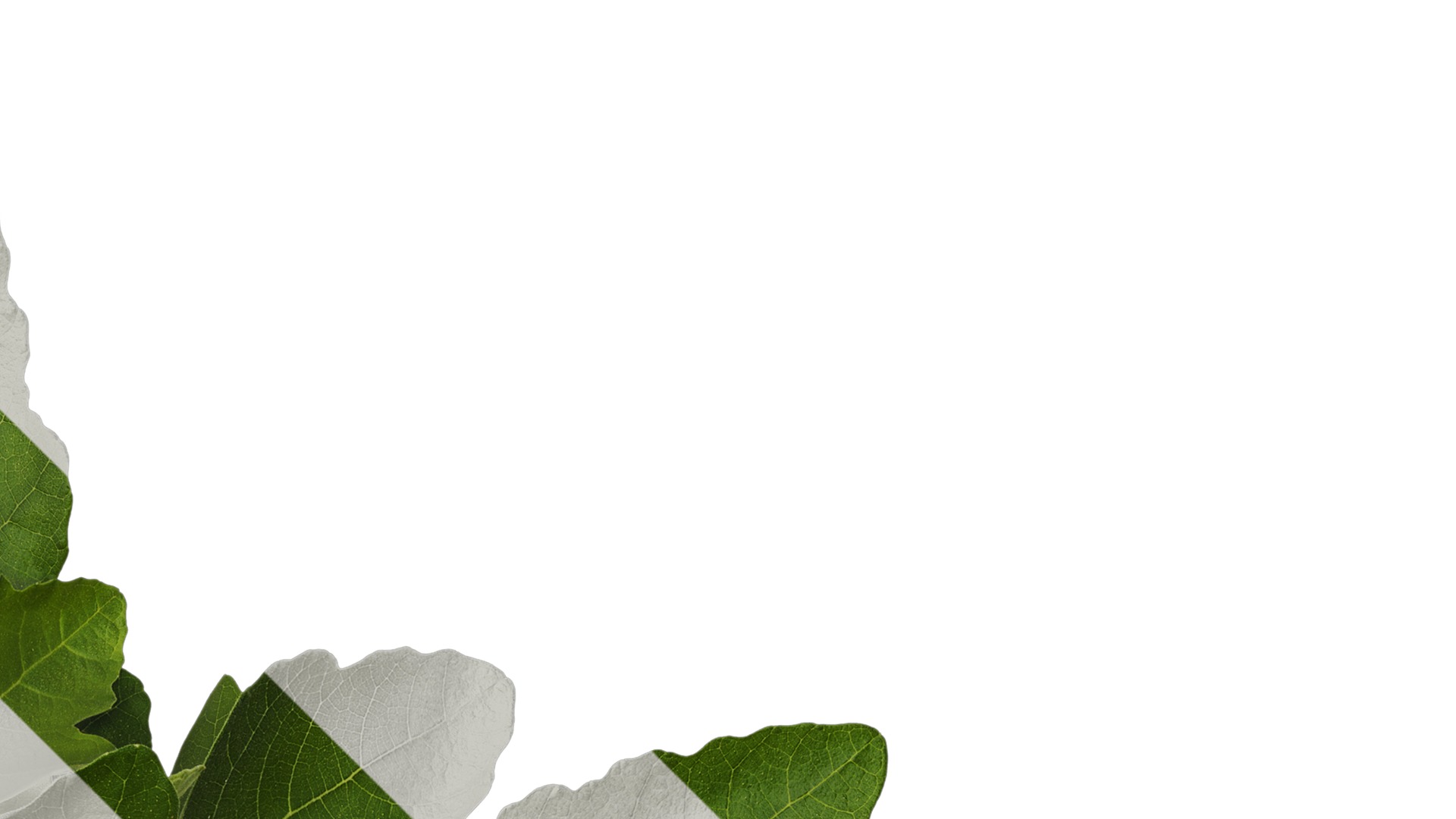 Anydrafts Ficus carica Atlas 01 Texture_2