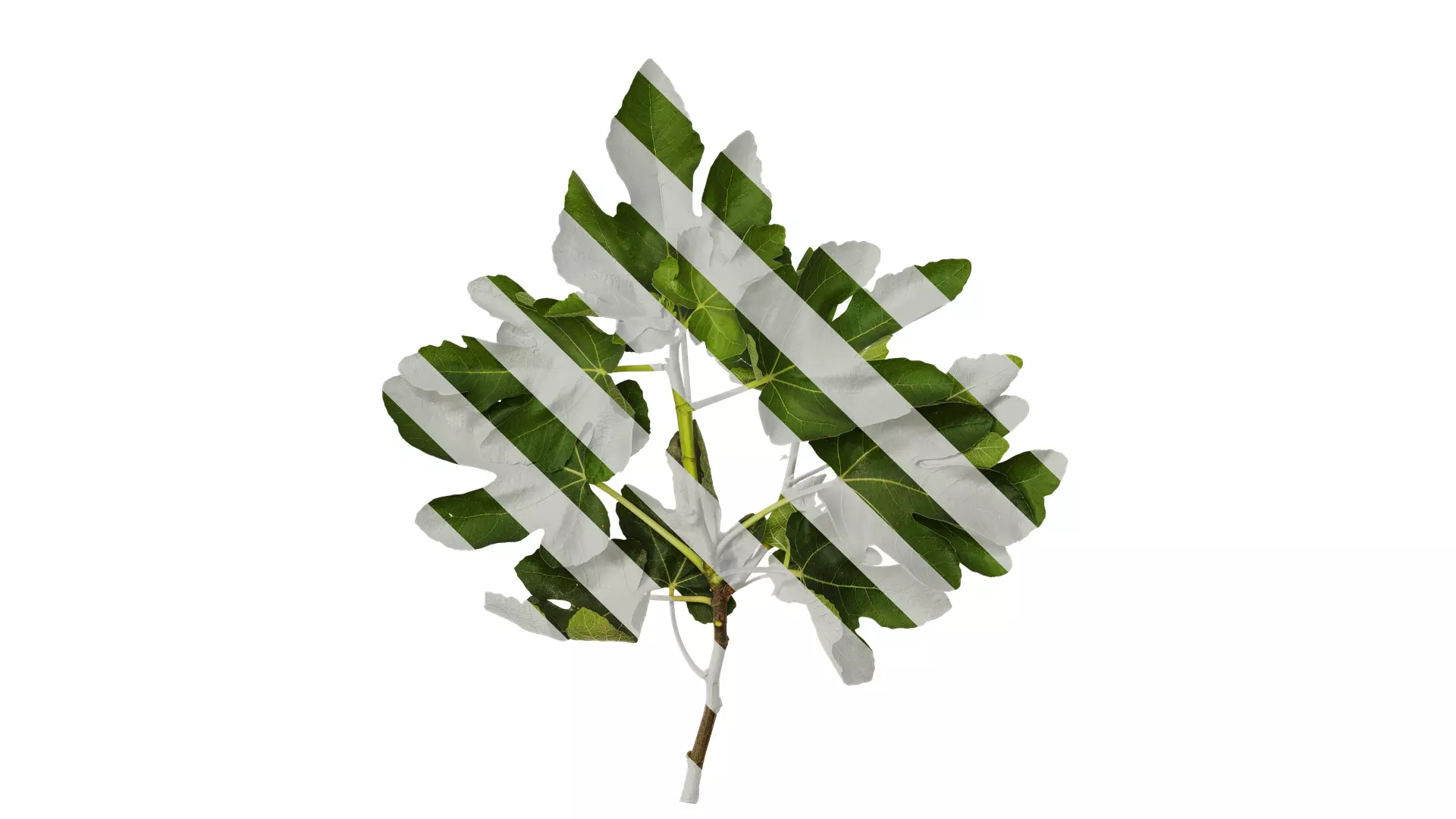 Anydrafts Ficus carica Atlas 01 Texture_0