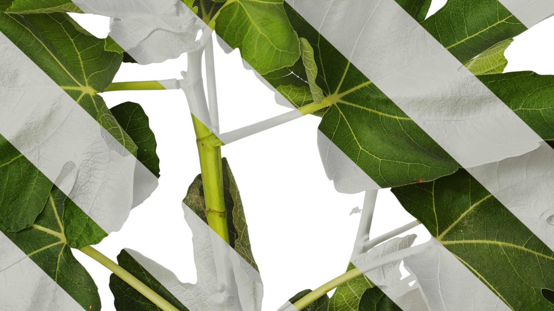 Anydrafts Ficus carica Atlas 01 Texture_7