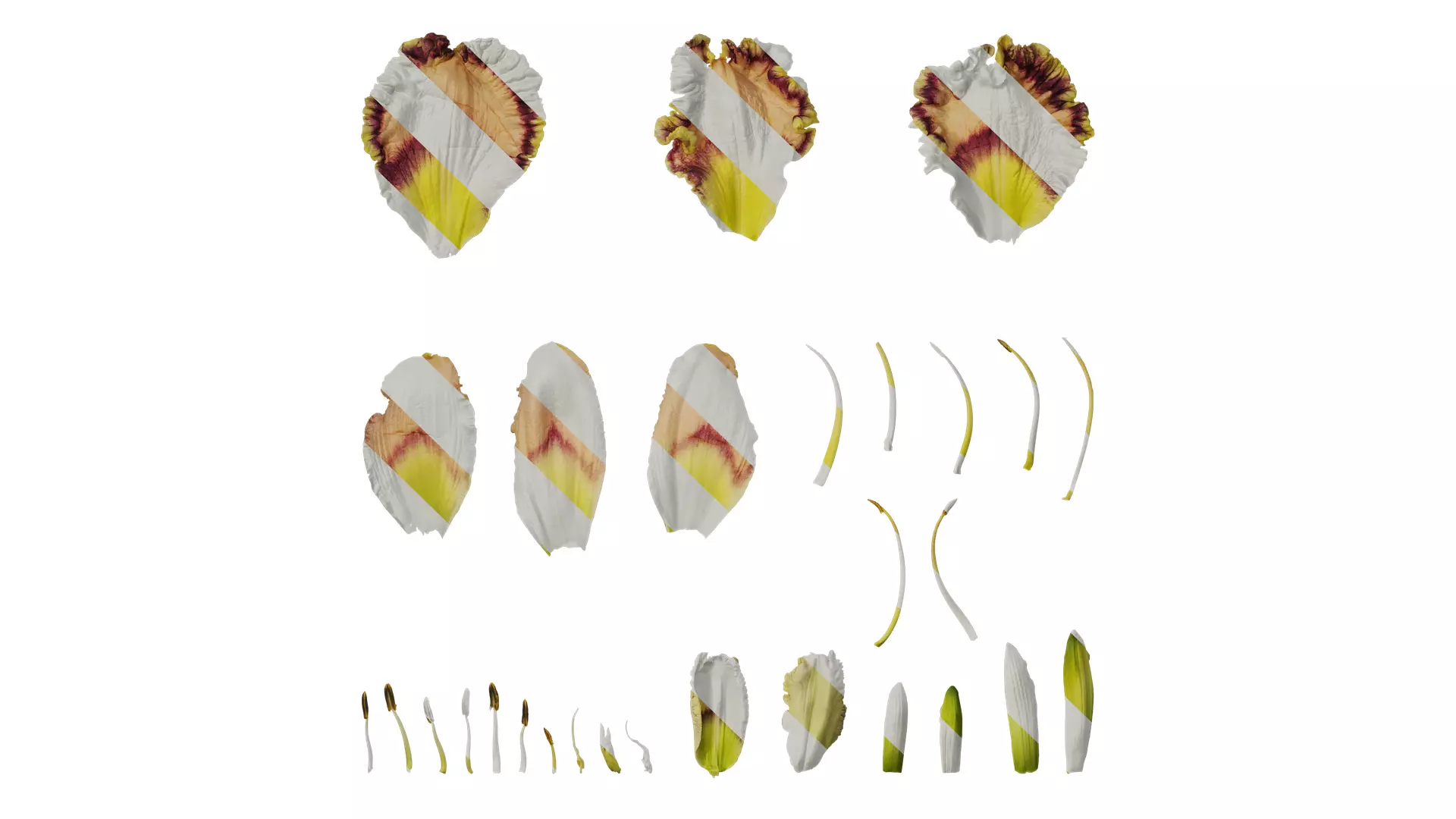 Anydrafts Hemerocallis hybridus Flower 03 Texture