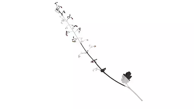 Anydrafts Heuchera micrantha Atlas 05