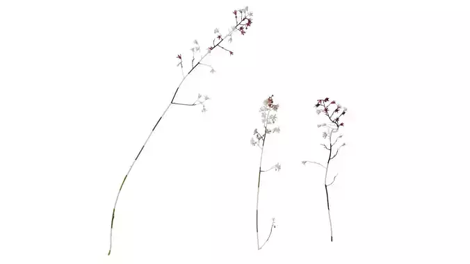 Anydrafts Heuchera micrantha Flower 03