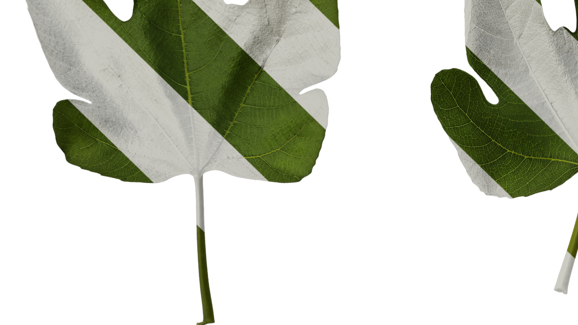 Anydrafts Ficus carica Leaf 02 Texture_3