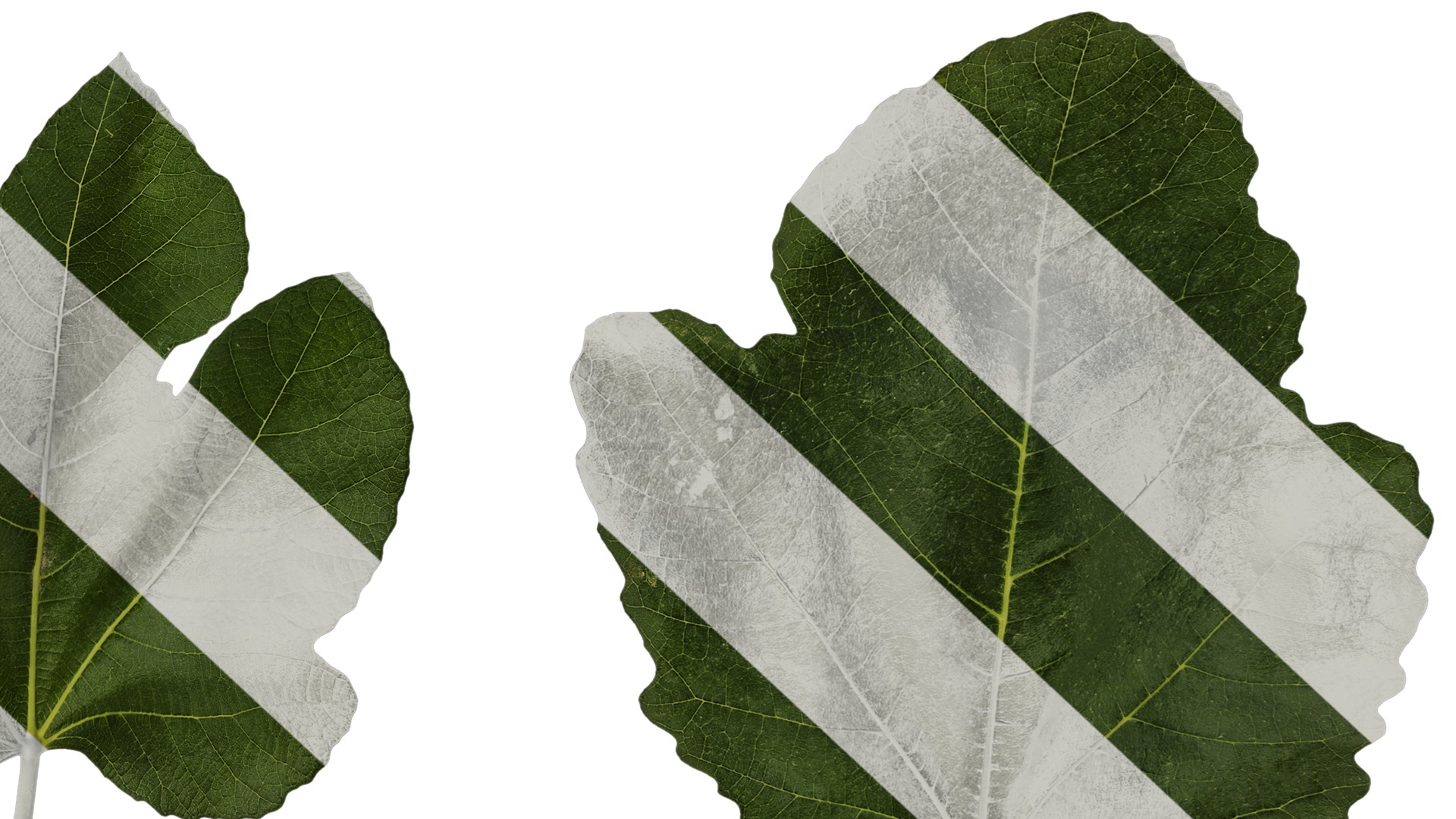 Anydrafts Ficus carica Leaf 02 Texture_6