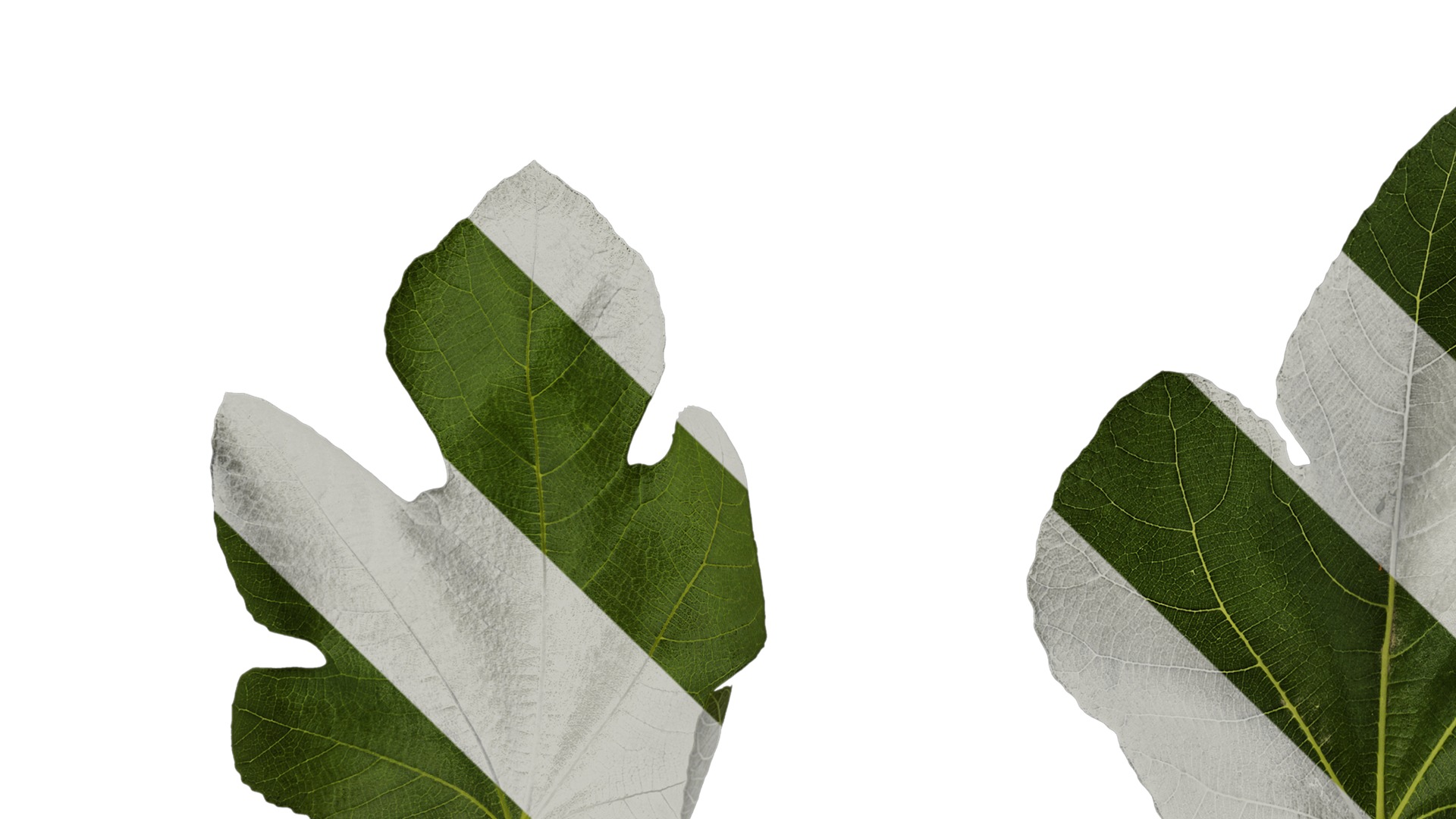 Anydrafts Ficus carica Leaf 02 Texture_5