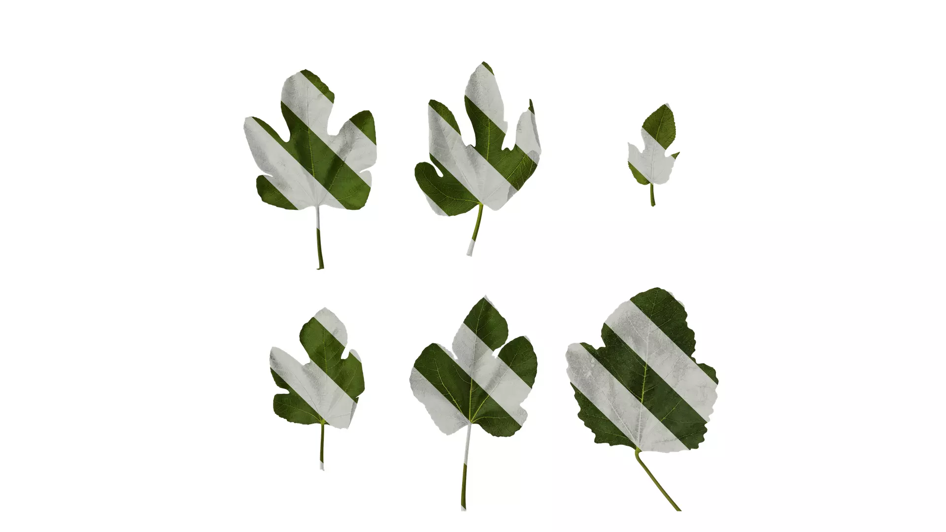 Anydrafts Ficus carica Leaf 02 Texture_0