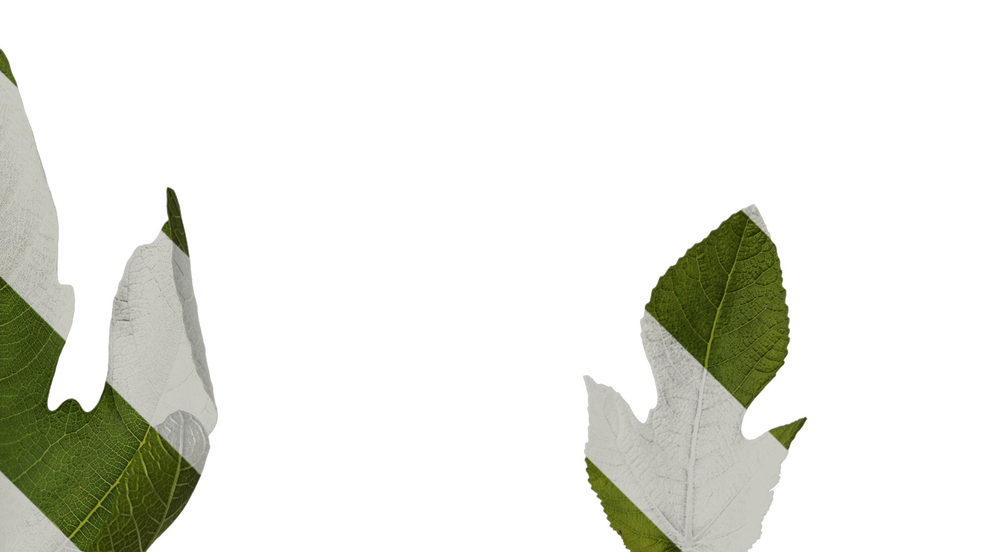 Anydrafts Ficus carica Leaf 02 Texture_2